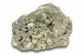 Fossil Clam (Mercenaria) with Fluorescent Calcite - Rucks Pit, FL #285863-1